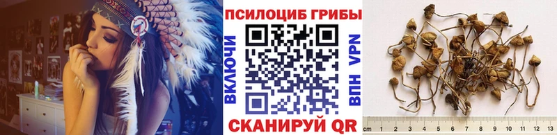 Галлюциногенные грибы Psilocybe  Петрозаводск 